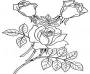Red Realistic Rose